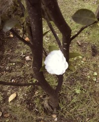 Jas_Camélia no meu jardim2