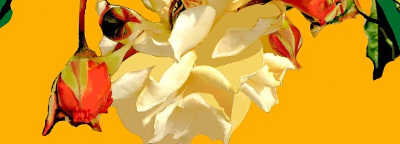 rosarosaefinal1301rec