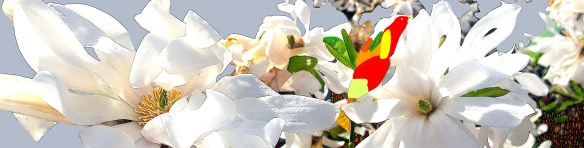 Jas_Beija_Flor150220Rec