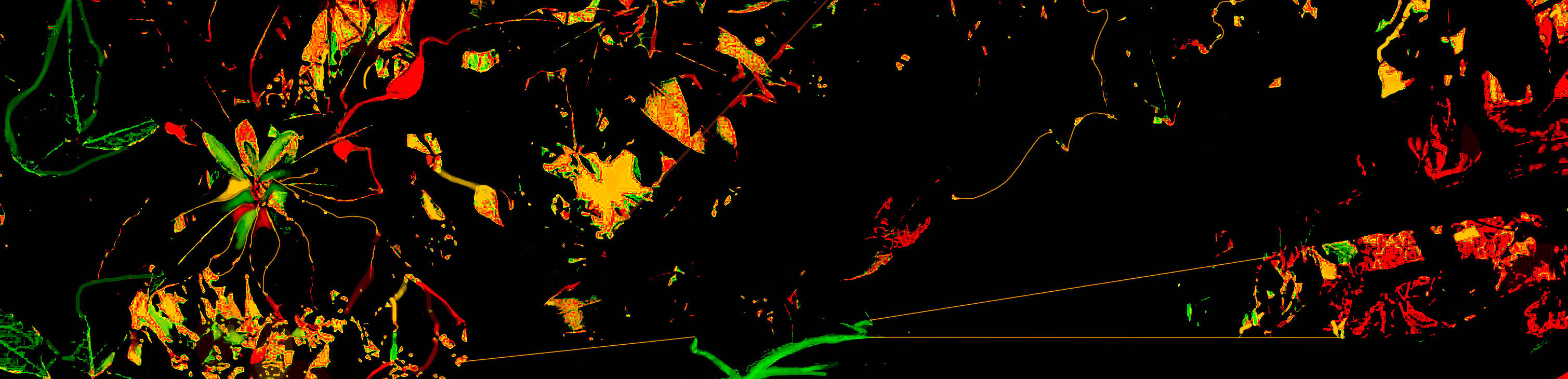 Jas_Cascata31_2021Rec