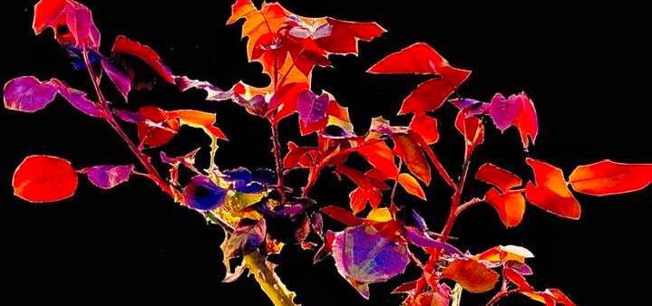 OráculoVersãoPub2Rec