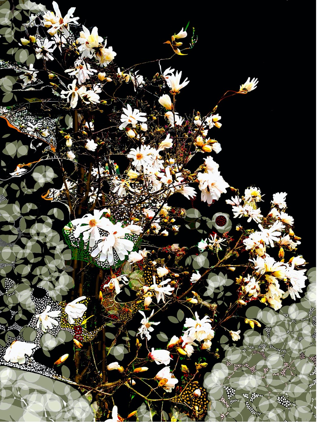 EvocaçãodeumaMagnólia