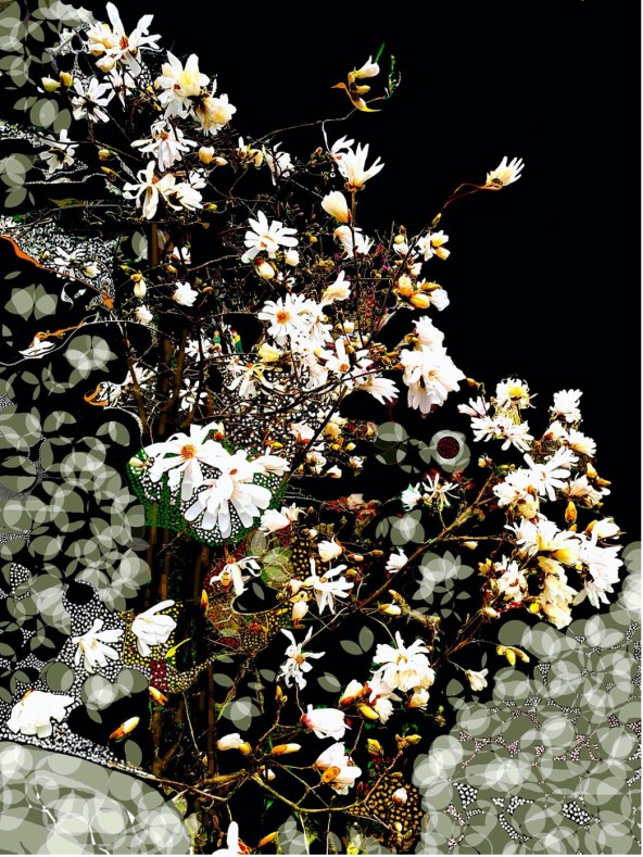 EvocaçãodeumaMagnólia