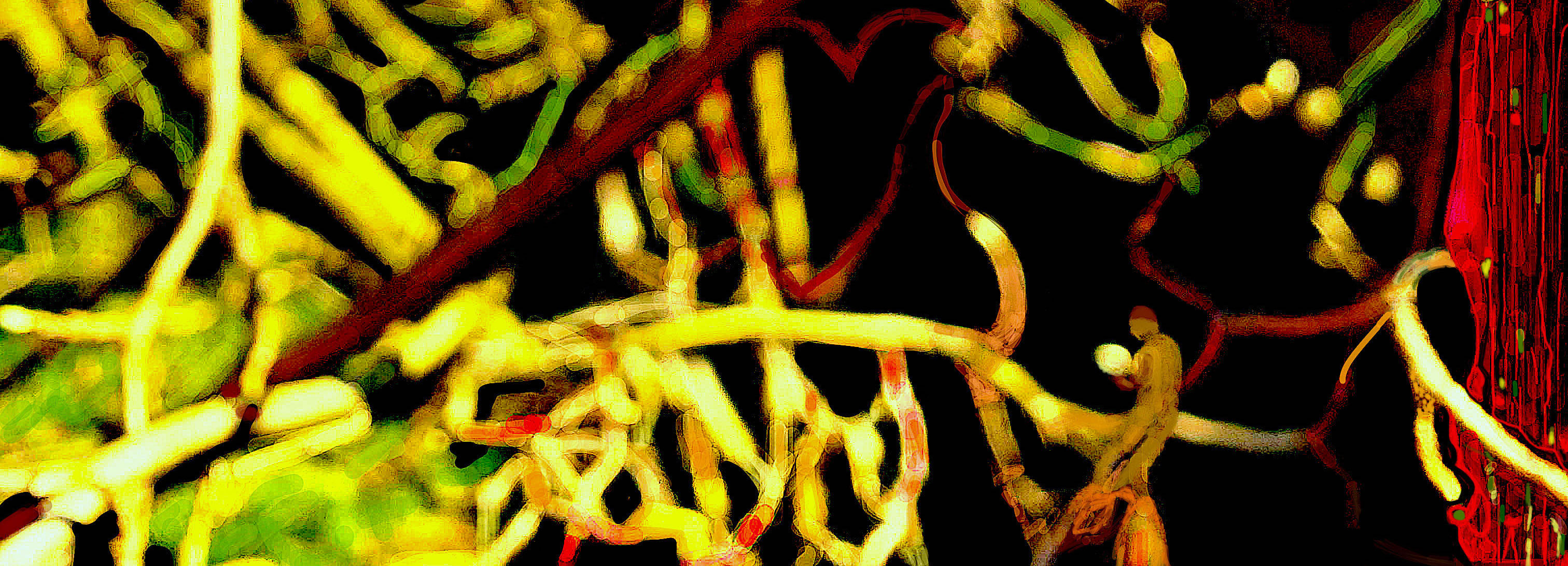 Coonfissões062023Rec