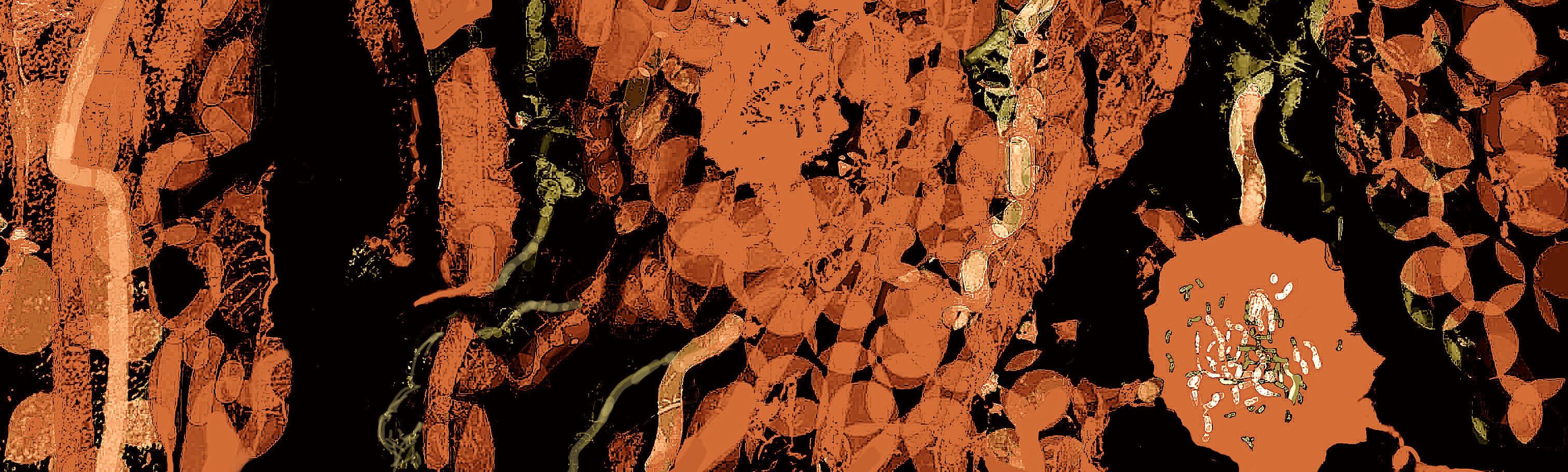 Jas_Cascata31_2021_3SepiaRec